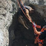 datça kuyuya düşen köpek, kuyuya düşen köpek, datça mahalle afet gönüllüleri,