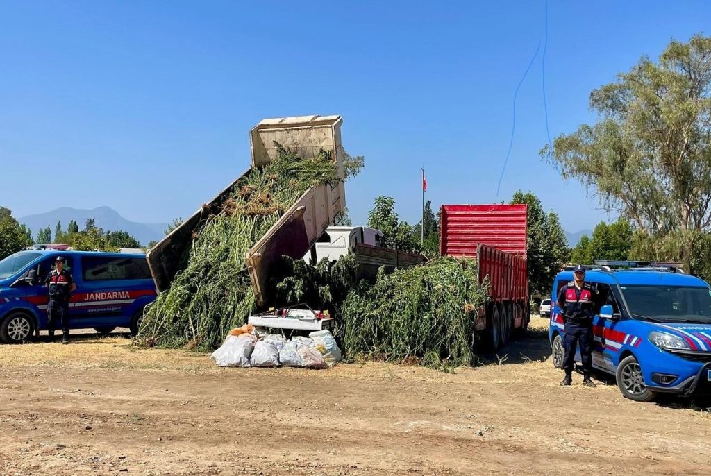 köyceğiz mısır tarlası kenevir