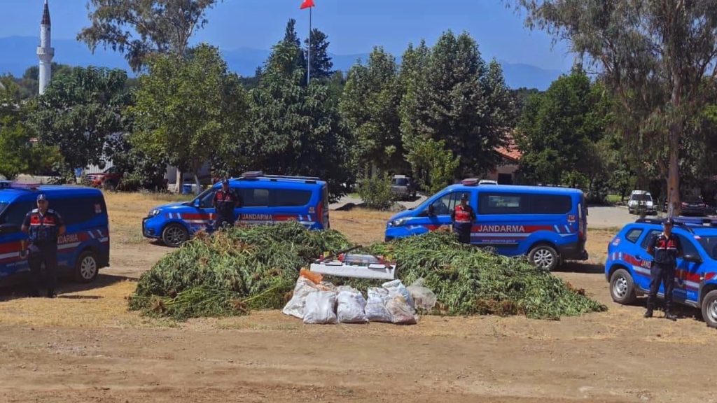 köyceğiz mısır tarlası, köyceğiz mısır tarlası operasyon, köyceğiz mısır tarlası uyuşturucu operasyonu, köyceğiz uyuşturucu operasyonu, köyceğiz 
