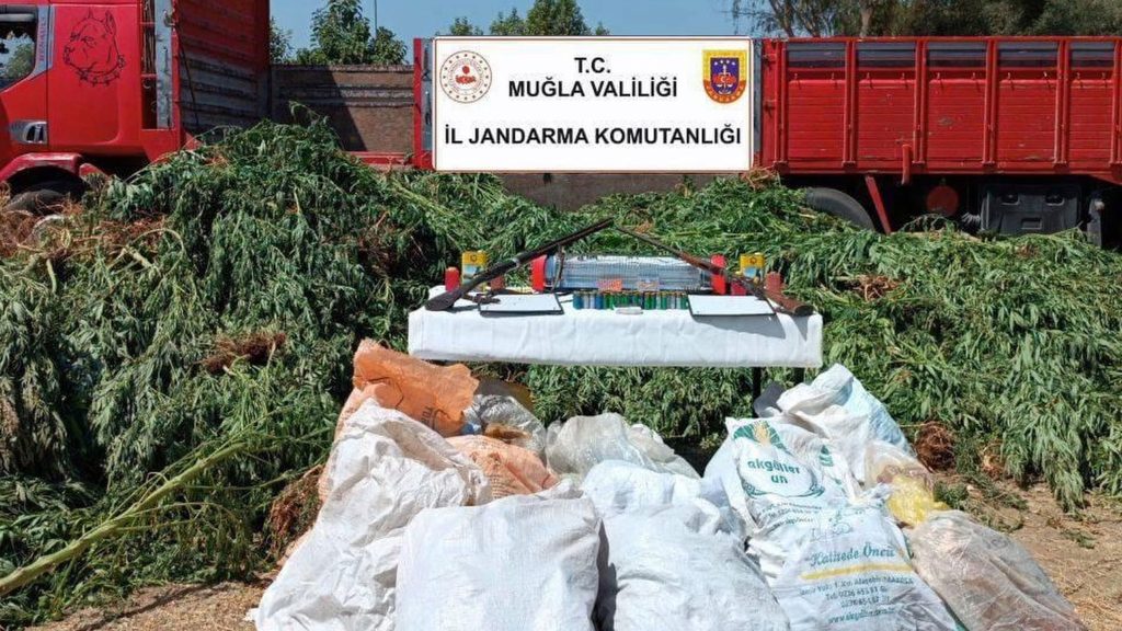 köyceğiz mısır tarlası, köyceğiz mısır tarlası operasyon, köyceğiz mısır tarlası uyuşturucu operasyonu, köyceğiz uyuşturucu operasyonu, köyceğiz 