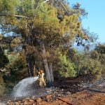 köyceğiz yangın, köyceğiz orman yangını, köyceğiz, köyceğizde enerji hattına çarpan kuş, köyceğiz kuş
