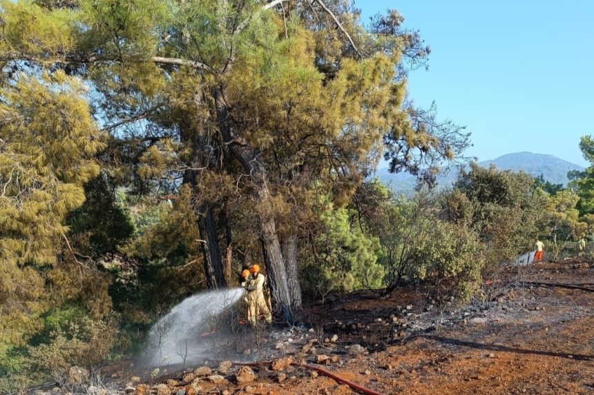 köyceğiz yangın, köyceğiz orman yangını, köyceğiz, köyceğizde enerji hattına çarpan kuş, köyceğiz kuş