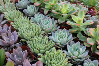 sukulent bakımı nasıl yapılır, sukulent sulama sıklığı, sukulent toprak nasıl olmalı, sukulent nasıl çoğaltılır, sukulent hastalıkları korunma