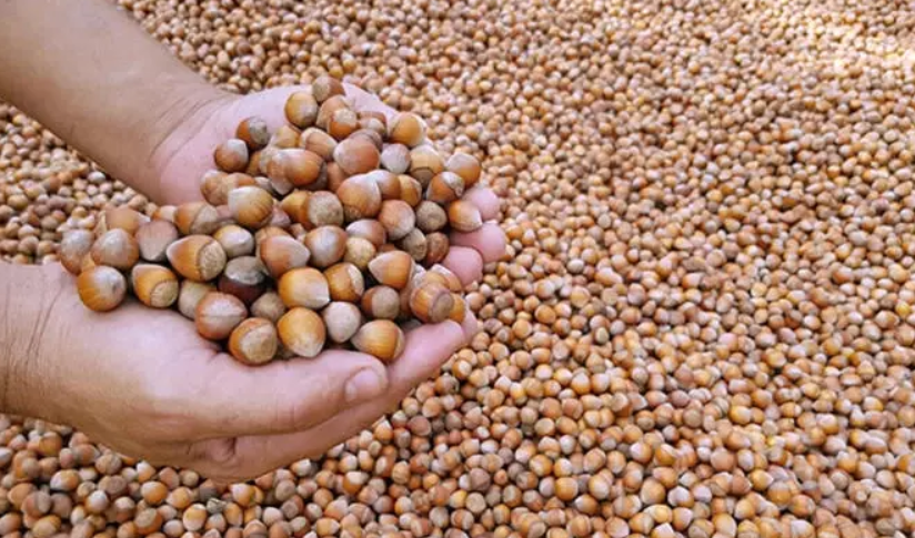  Fındık taban fiyatları 2025, fındık fiyatları ne zaman açıklanacak, TMO fındık fiyatları ne kadar, fındık fiyatları, TMO fiyatları.