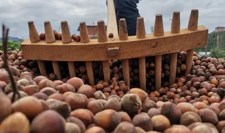  Fındık taban fiyatları 2025, fındık fiyatları ne zaman açıklanacak, TMO fındık fiyatları ne kadar, fındık fiyatları, TMO fiyatları.