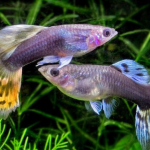 akvaryum balıkları, akvaryum balık türleri, lepistes bakımı, betta bakımı, neon tetra bakımı
