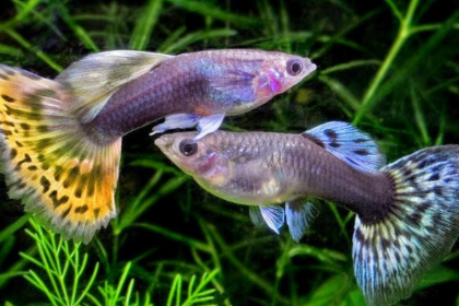 akvaryum balıkları, akvaryum balık türleri, lepistes bakımı, betta bakımı, neon tetra bakımı