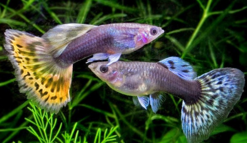 akvaryum balıkları, akvaryum balık türleri, lepistes bakımı, betta bakımı, neon tetra bakımı