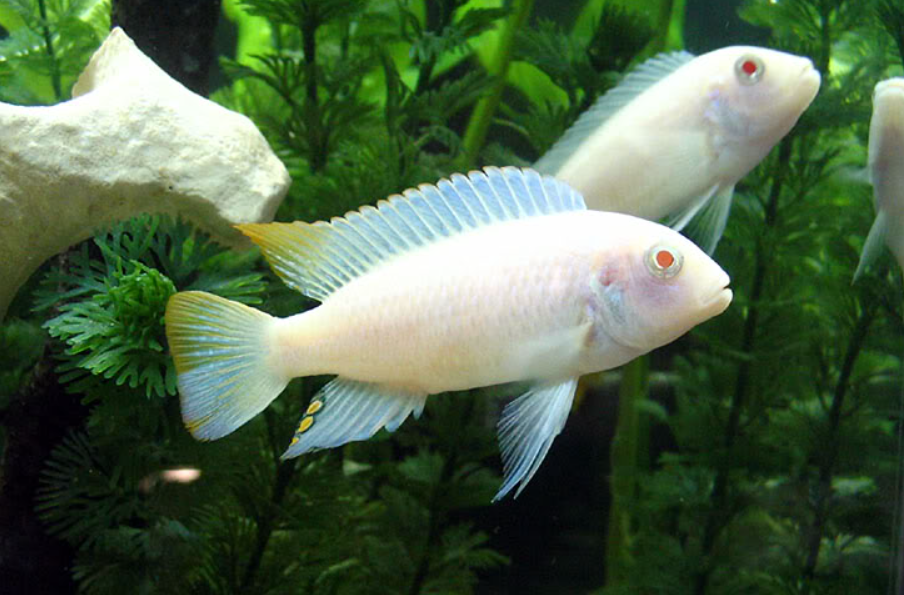 akvaryum balıkları, akvaryum balık türleri, lepistes bakımı, betta bakımı, neon tetra bakımı