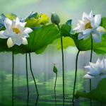 lotus çiçeği bakımı, lotus nasıl yetiştirilir, lotus su derinliği, lotus çiçeği saksı, lotus kış bakımı