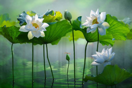 lotus çiçeği bakımı, lotus nasıl yetiştirilir, lotus su derinliği, lotus çiçeği saksı, lotus kış bakımı