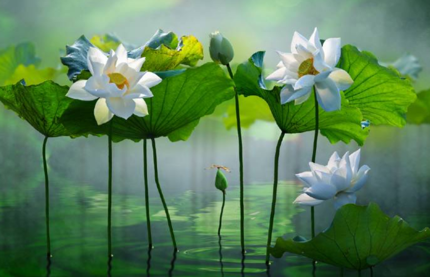 lotus çiçeği bakımı, lotus nasıl yetiştirilir, lotus su derinliği, lotus çiçeği saksı, lotus kış bakımı