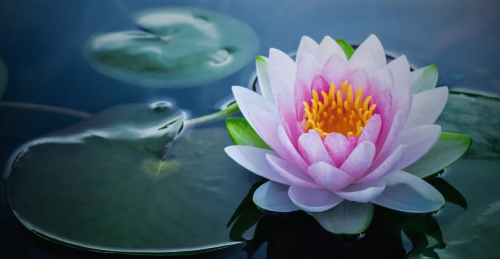  lotus çiçeği bakımı, lotus nasıl yetiştirilir, lotus su derinliği, lotus çiçeği saksı, lotus kış bakımı