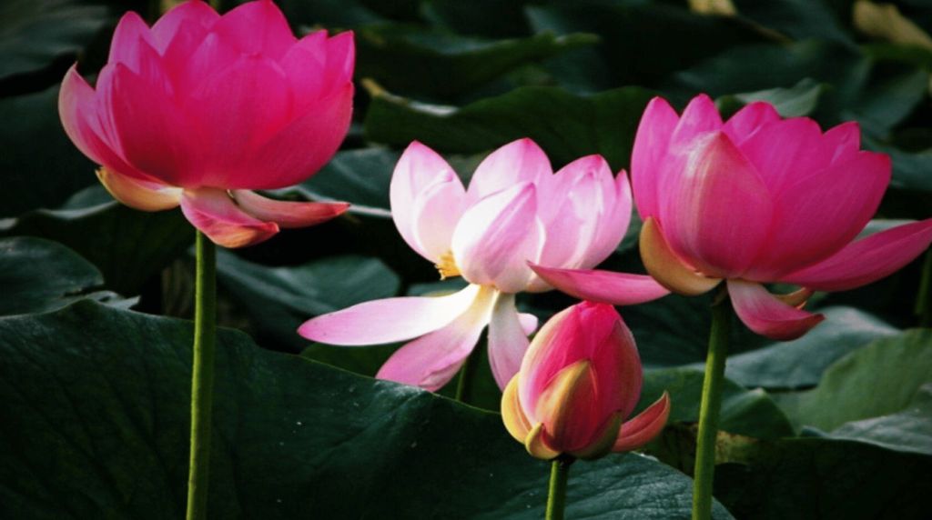  lotus çiçeği bakımı, lotus nasıl yetiştirilir, lotus su derinliği, lotus çiçeği saksı, lotus kış bakımı