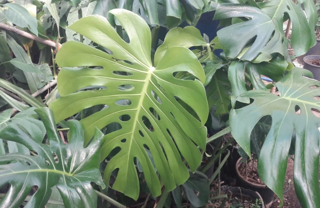 deve tabanı bakımı, monstera bakımı, deve tabanı çoğaltma, deve tabanı sulama, deve tabanı saksı