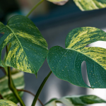 deve tabanı bakımı, monstera bakımı, deve tabanı çoğaltma, deve tabanı sulama, deve tabanı saksı