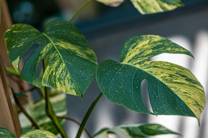 deve tabanı bakımı, monstera bakımı, deve tabanı çoğaltma, deve tabanı sulama, deve tabanı saksı