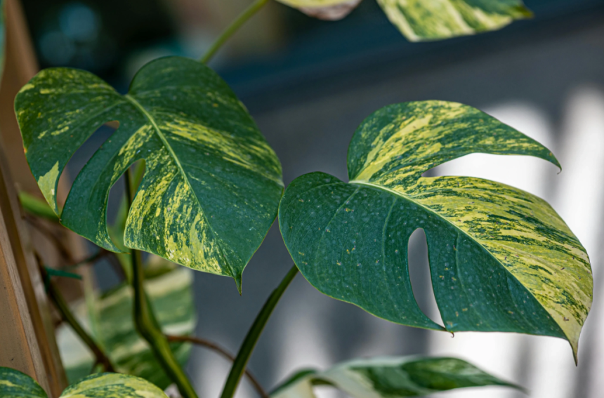 deve tabanı bakımı, monstera bakımı, deve tabanı çoğaltma, deve tabanı sulama, deve tabanı saksı