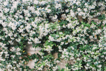 yasemin çiçeği bakımı, yasemin sulama, yasemin çoğaltma, yasemin budama, yasemin çiçeği özellikleri