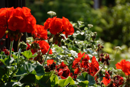 sardunya çiçeği bakımı, sardunya sulama, sardunya çoğaltma, sardunya budama, sardunya çiçeği özellikleri