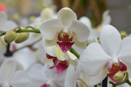 orkide bakımı, orkide sulama, orkide gübreleme, orkide çiçek açtırma, orkide saksı değişimi