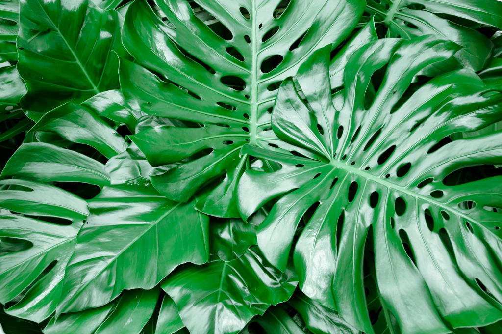 deve tabanı bakımı, monstera bakımı, deve tabanı çoğaltma, deve tabanı sulama, deve tabanı saksı