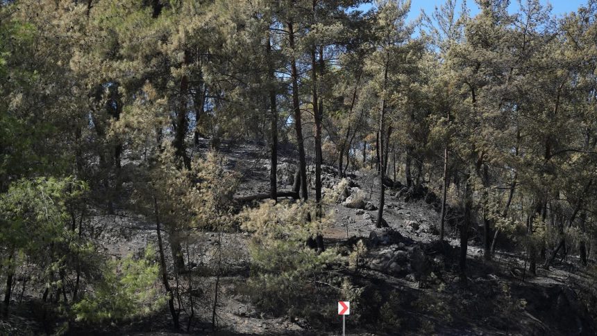 milas kıyıkışlacık, milas kıyıkışlacık yangın, milas yangın, milas orman yangını, milas