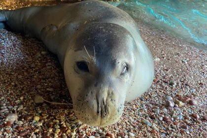 akdeniz foku, akdeniz foku görürsen ne yapmalısın, akdeniz foku muğla, fok, sad afag