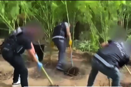 ula kenevir operasyonu, ula operasyon, ula kenevir, ula evde kenevir, ula