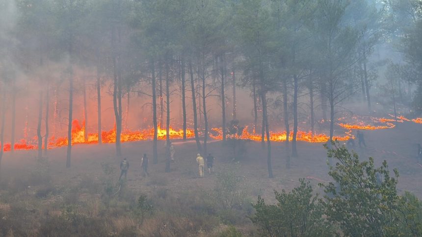 köyceğiz orman yangını muğla orman yangını muğla orman yangını son dakika