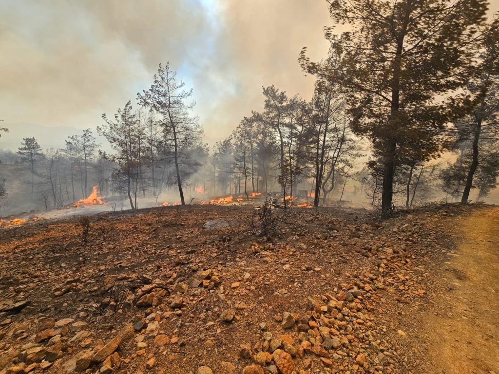 muğla orman yangını son dakika köyceğiz orman yangını milas orman yangını