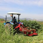muğla tohum desteği muğla yem tohumu desteği muğla büyükşehir belediyesi