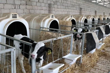 buzağı desteği ödemeleri, buzağı desteği, buzağı desteği 2025, buzağı desteği ödemeleri ne zaman, buzağı desteği başvuru tarihleri