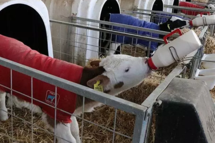 buzağı desteği ne zaman yatacak, 2025 buzağı desteği başvurusu, 2024 2. dönem buzağı desteği yattı mı, buzağı desteği ne kadar, buzağı desteği