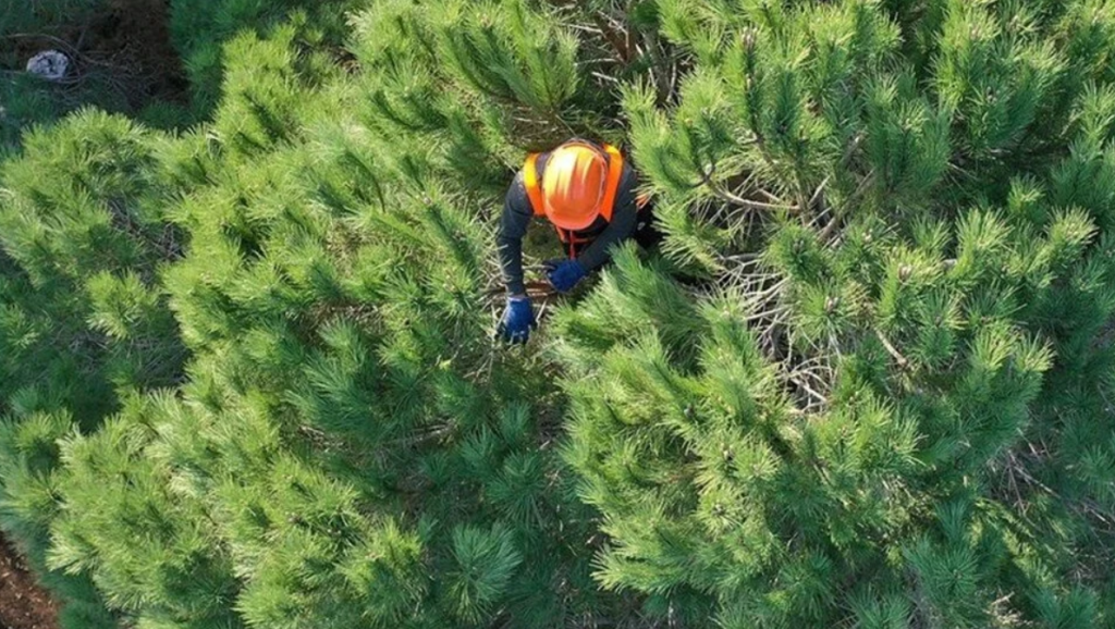 orman genel müdürlüğü personel alımı, orman genel müdürlüğü işçi alımı, ogm personel alımı, ogm işçi alımı, ogm işçi alımı 2025