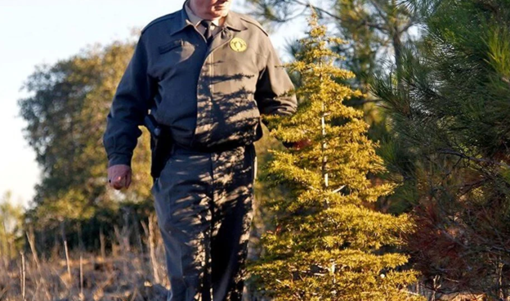 orman genel müdürlüğü personel alımı, orman genel müdürlüğü işçi alımı, ogm personel alımı, ogm işçi alımı, ogm işçi alımı 2025