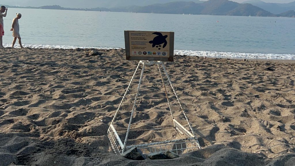 fethiye yavru deniz kaplumbağaları, yavru deniz kaplumbağaları, deniz kaplumbağaları, fethiye çöp toplama, fethiye çöp