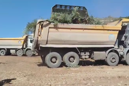Muğla/Milas Akbelen Ormanı - 15 Eylül 2025