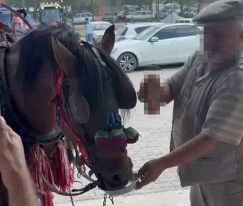 muğla yatağan alkol bira içen at

