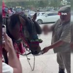 muğla yatağan alkol bira içen at
