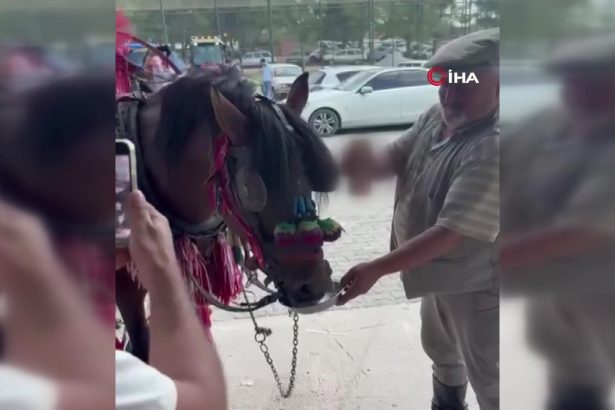 muğla yatağan alkol bira içen at