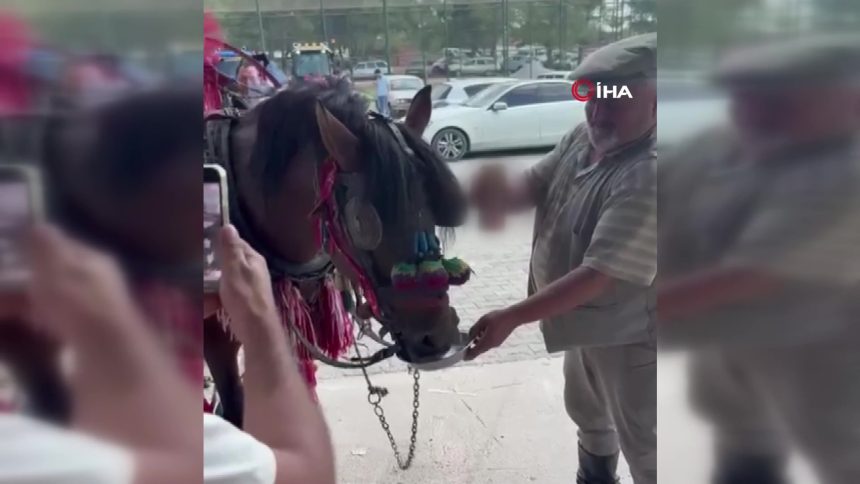 muğla yatağan alkol bira içen at