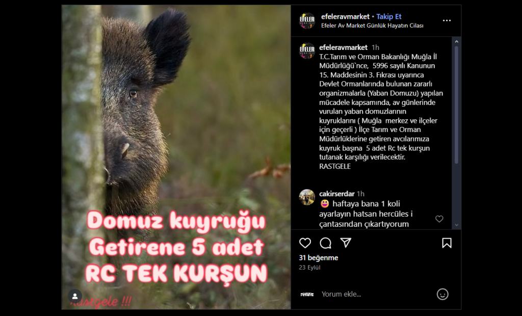 muğla yaban domuzu kurşun ihalesi