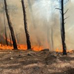seydikemer son dakika yangın, seydilkemer orman ,muğla yangın, seydikemer orman yangını
