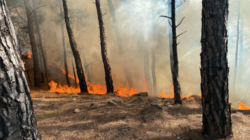 seydikemer son dakika yangın, seydilkemer orman ,muğla yangın, seydikemer orman yangını
