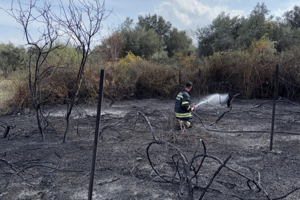 yatağan yangın, yatağan üzüm bağları, yatağan üzüm bağları yangın, yatağan, yatağan bozüyük