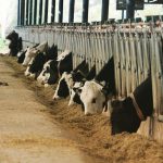 yatağan şap, yatağan şap hastalığı, yatağan karantina, şap hastalığı, cumhur uzun