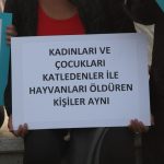 bodrum sokak köpekleri