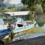 kanatlı hayvanlarda kuş gribi yabani kanatlı hayvanlar kanatlı hayvanlarda kuş gribi akyaka mahallesi
