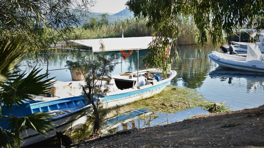 kanatlı hayvanlarda kuş gribi yabani kanatlı hayvanlar kanatlı hayvanlarda kuş gribi akyaka mahallesi